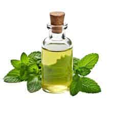 Peppermint Oil