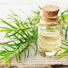 Tea Tree Oil